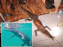 捕獲されたワニ